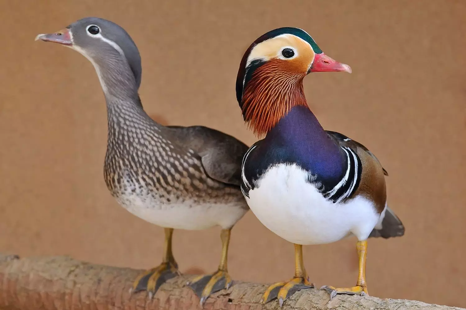 mandarin ducks