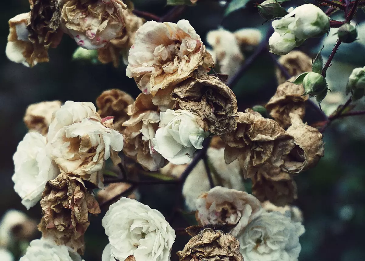 A serene living room adorned with various arrangements of vibrant dried flowers - nature’s enduring beauty.