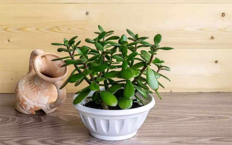 Placing a pot of Jade plant near the entrance helps attract wealth and prosperity