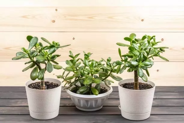 Leaf drop and root rot are common issues with Jade plants