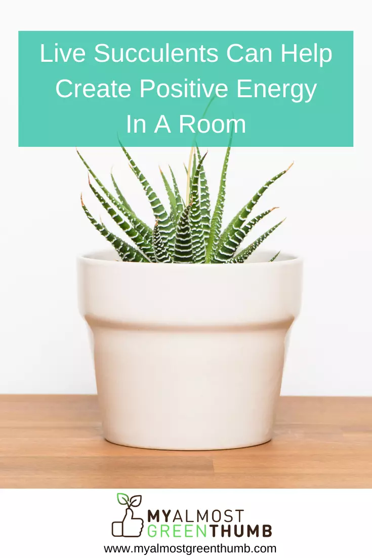 Live succulents can be a great way to create positive energy for feng shui