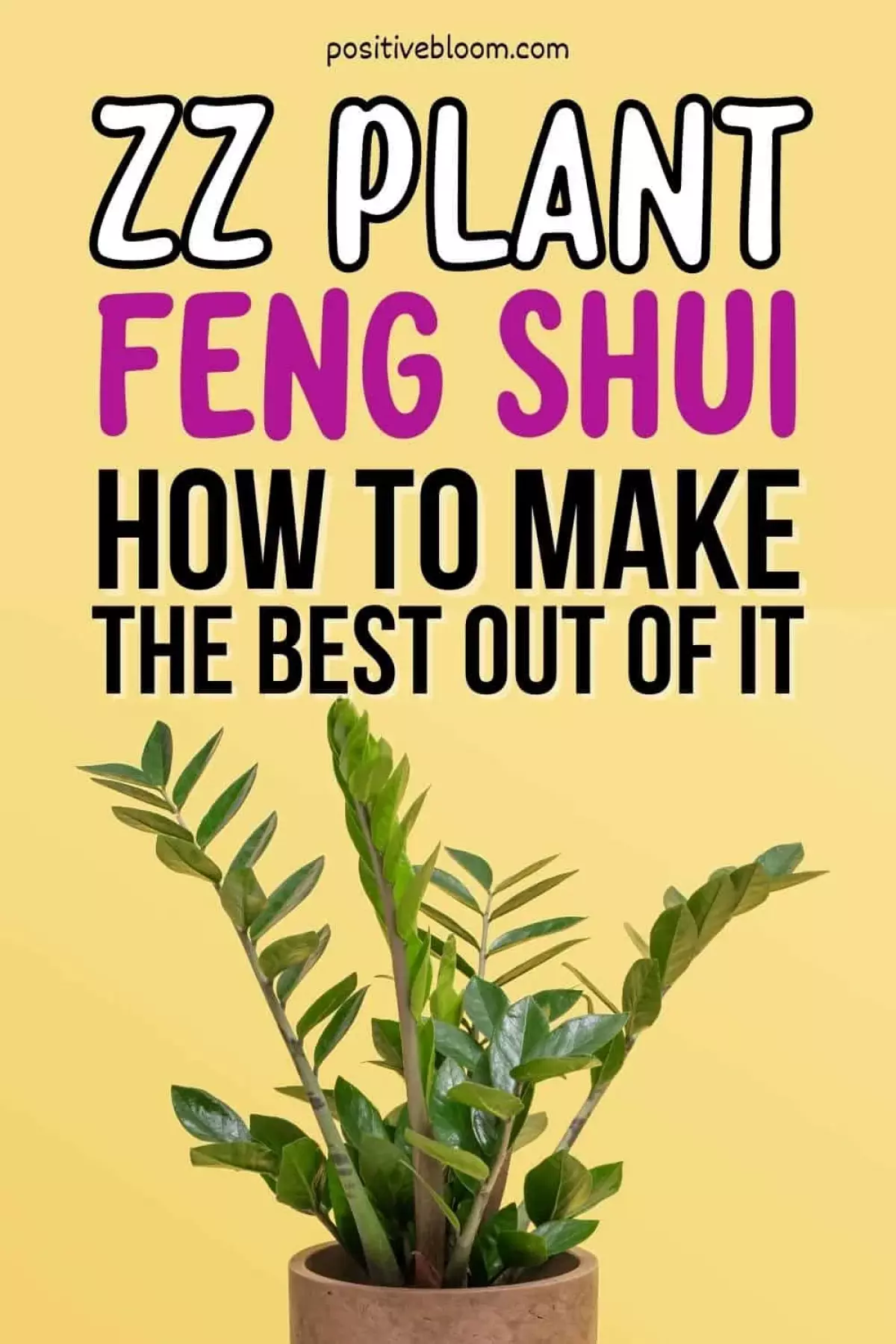 ZZ Plant Feng Shui