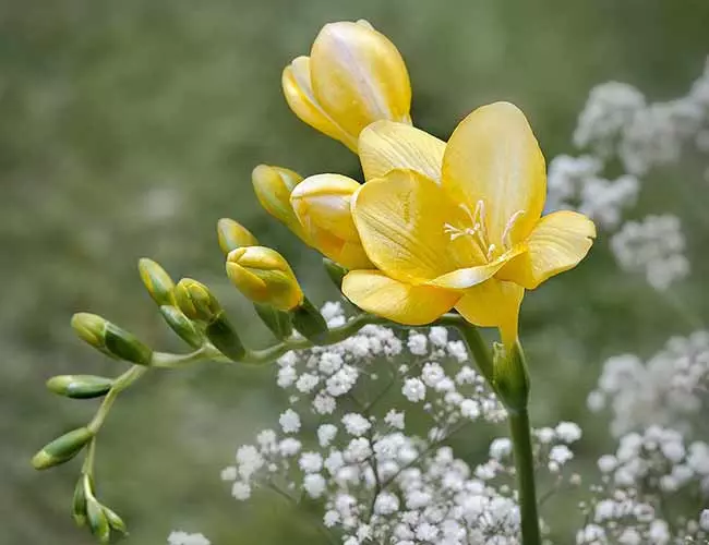 aquarius flowers