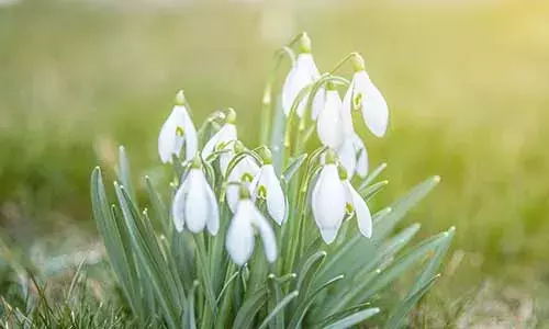 snowdrop aquarius birth flower