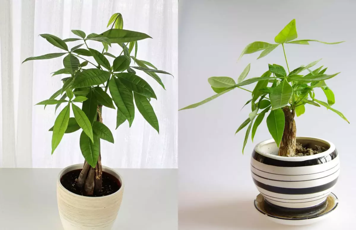 money tree feng shui