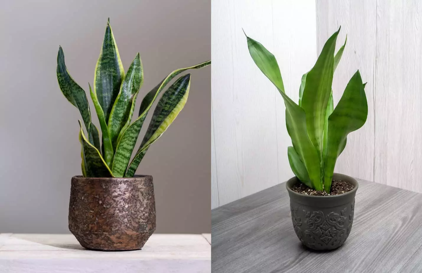 Snake plant feng shui