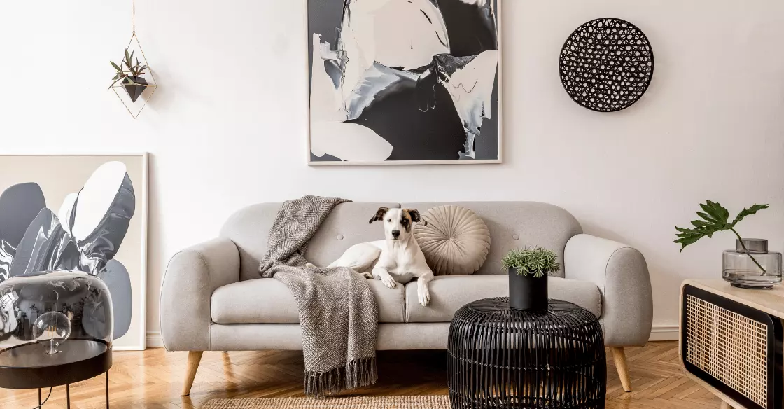 Dog sitting on a living room couch