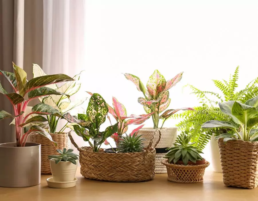 Arrangement of pink and green indoor plants on window ledge. Includes succulents, aglaonema, and ferns.