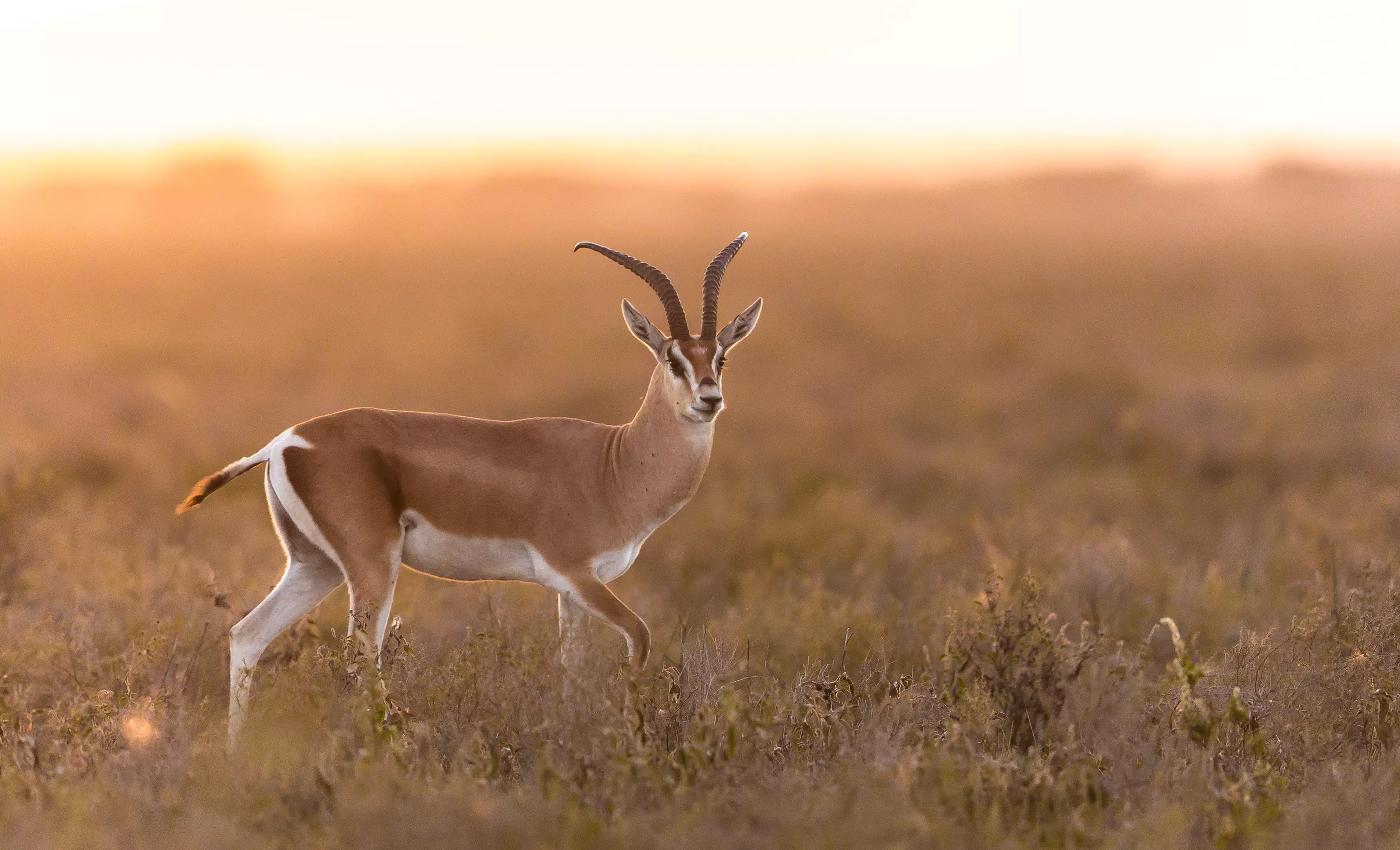 Gazelle