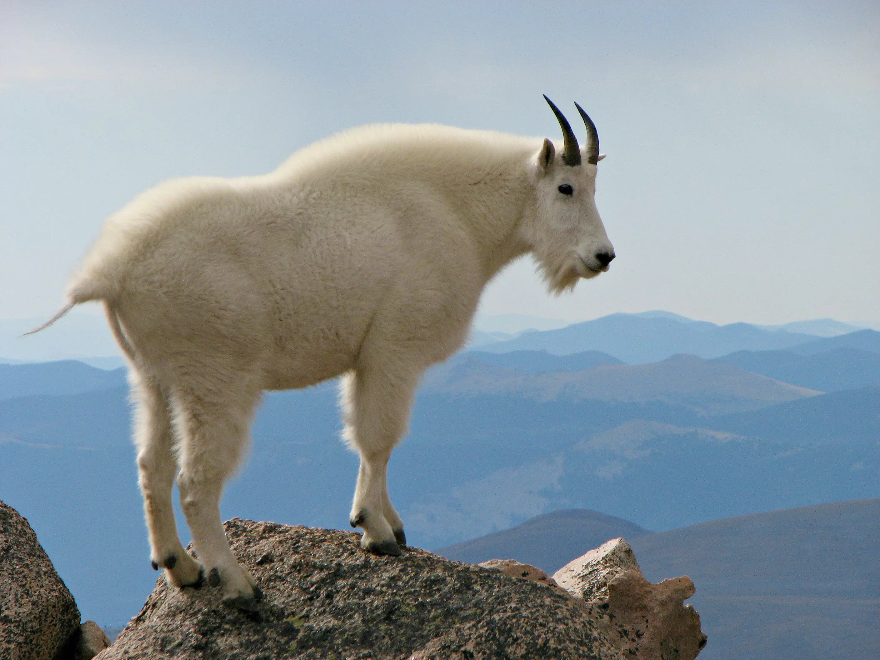 Mountain Goat