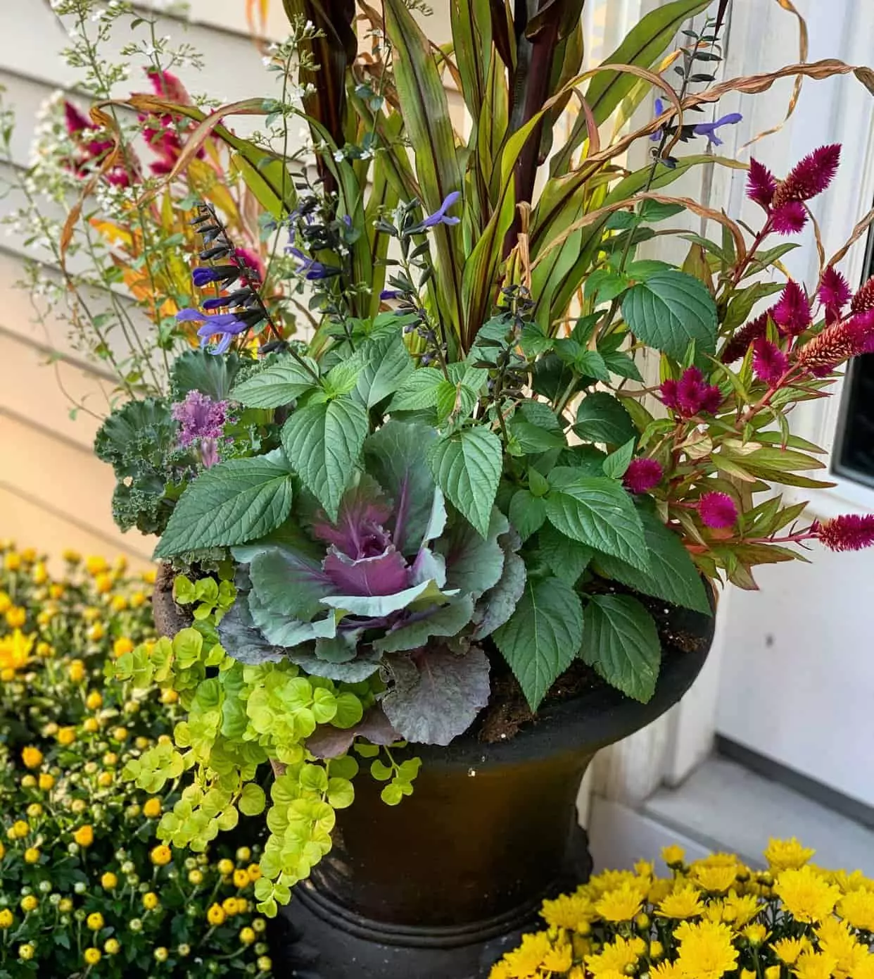 19 Easy-to Find Plants for Fall Garden Containers