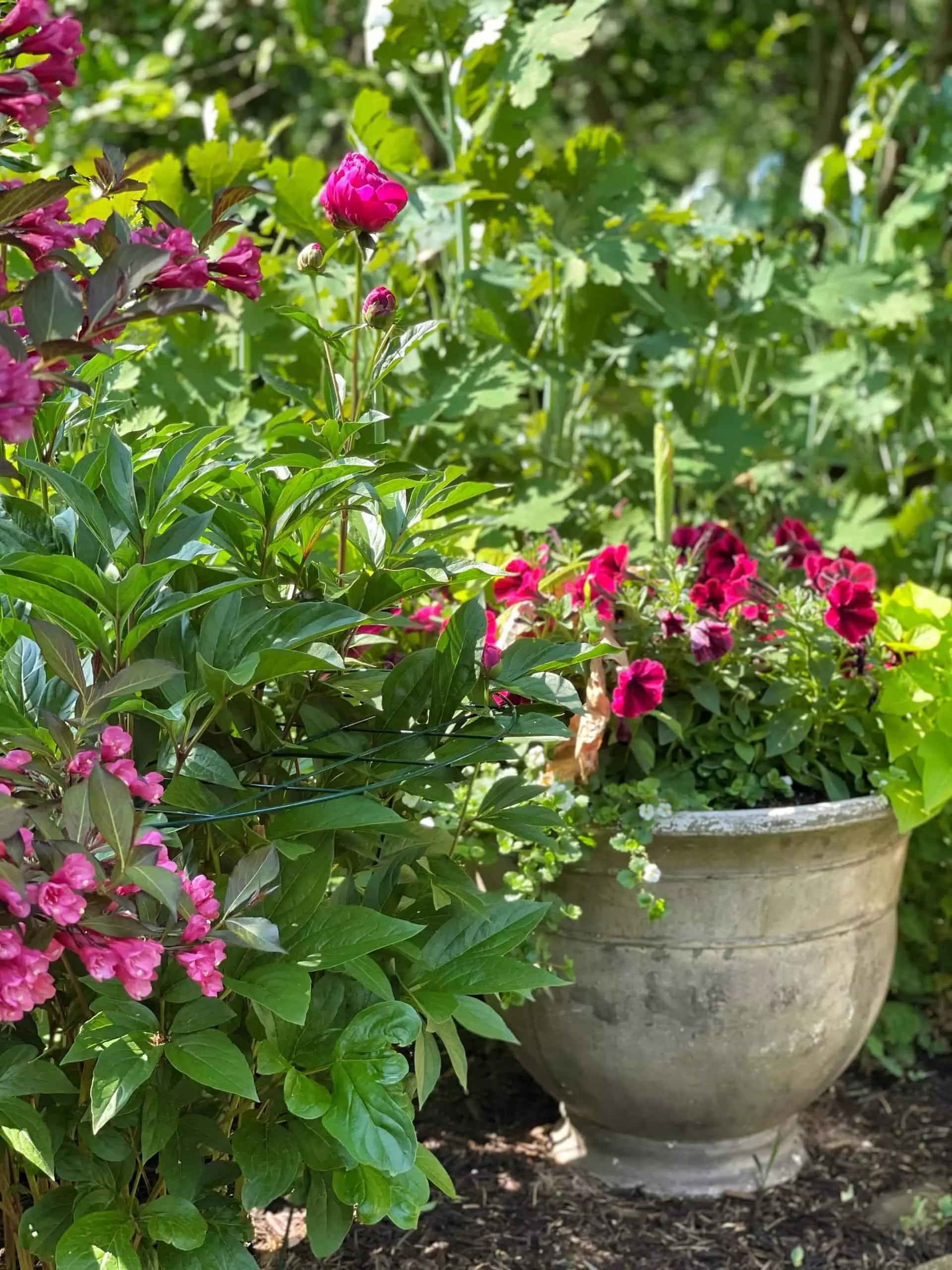 Backyard garden