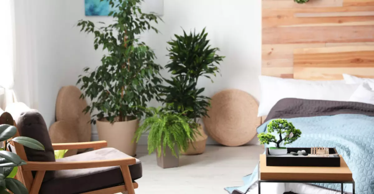 Bedroom designed with feng shui. Lots of plants and a bonsai tree as decor.