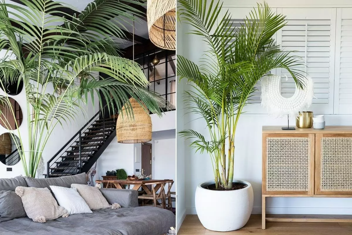 Interior decorating with monstera plants