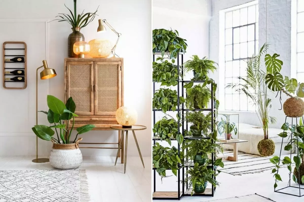 Interior decorating with plants on shelves