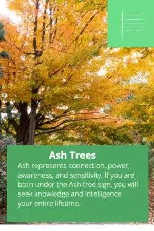 Ash tree astrology sign