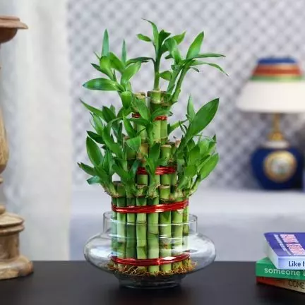 Bamboo Plant