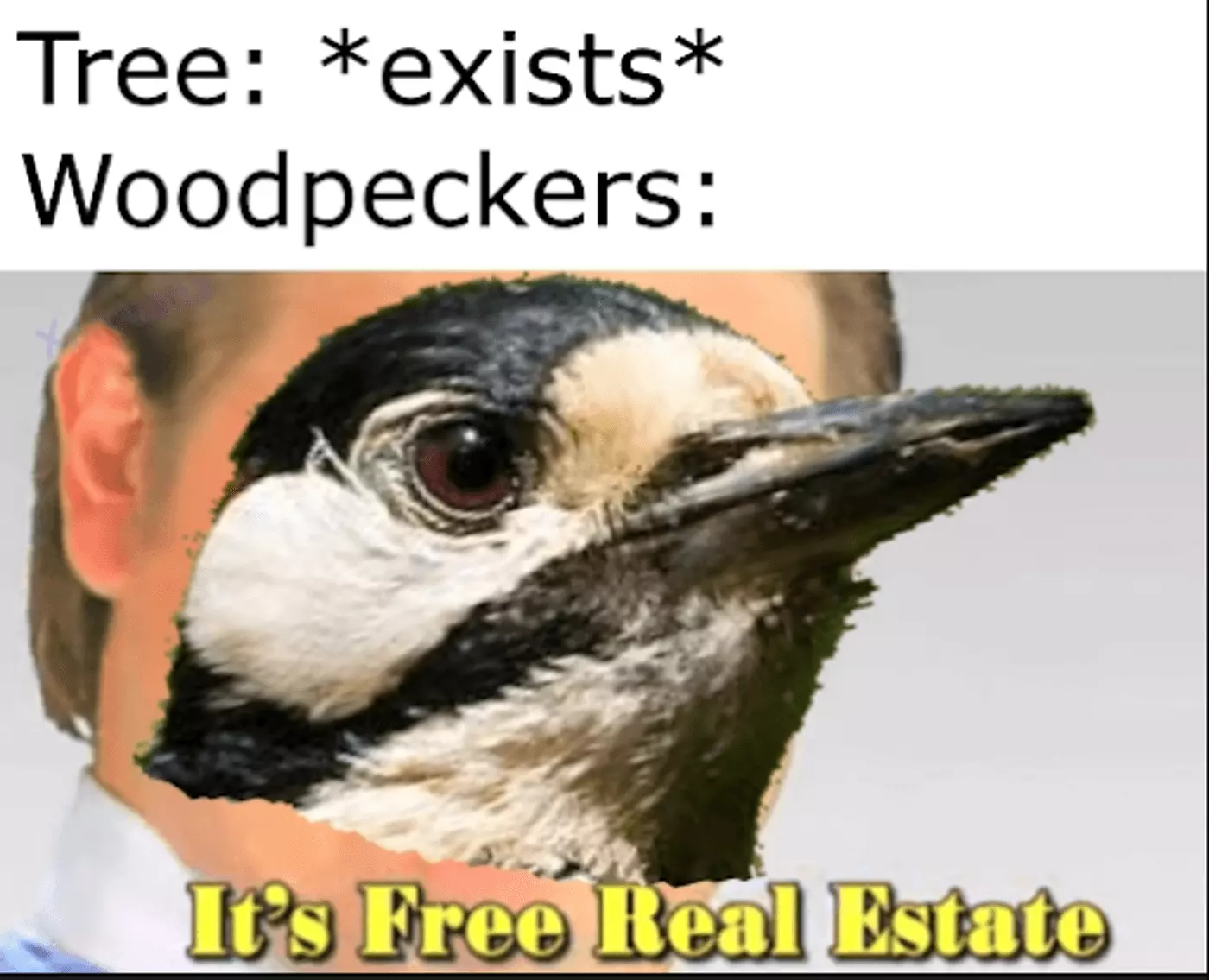 Memes depicting woodpeckers taking advantage of trees