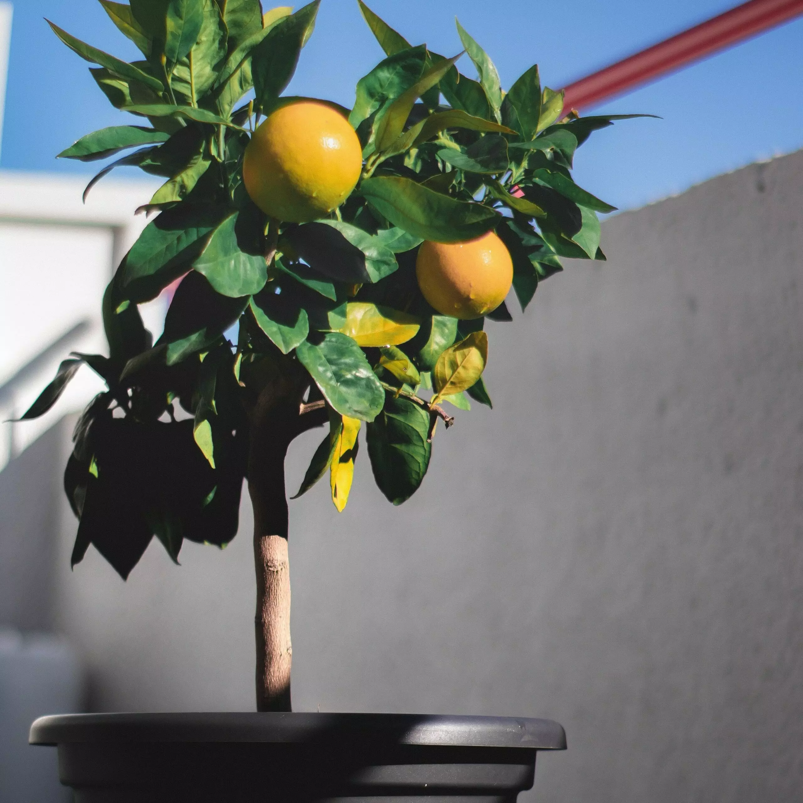 Citrus tree