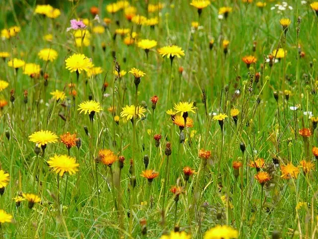 Make your land beautiful to help sell lots and land