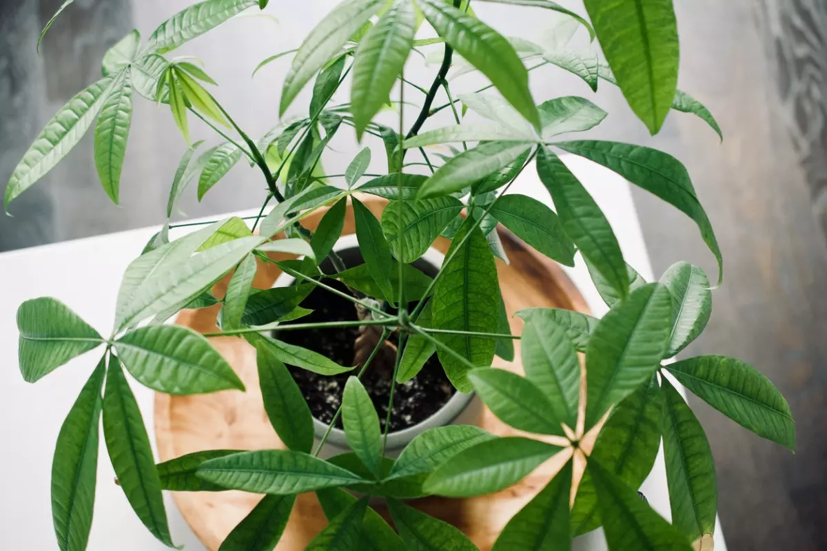 money tree plant