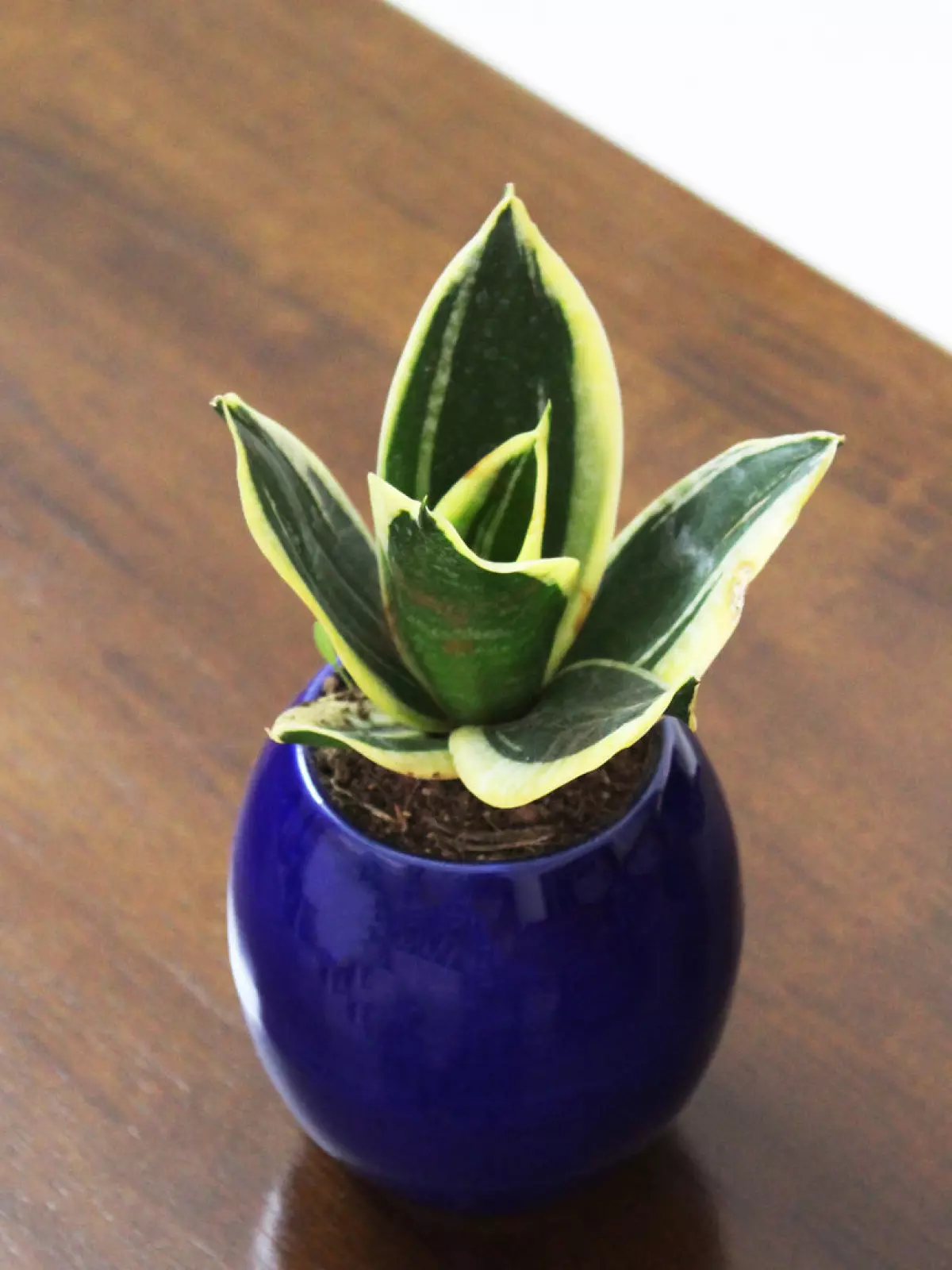 Snake Plant Sansevieria Hahnii Yellow Milt