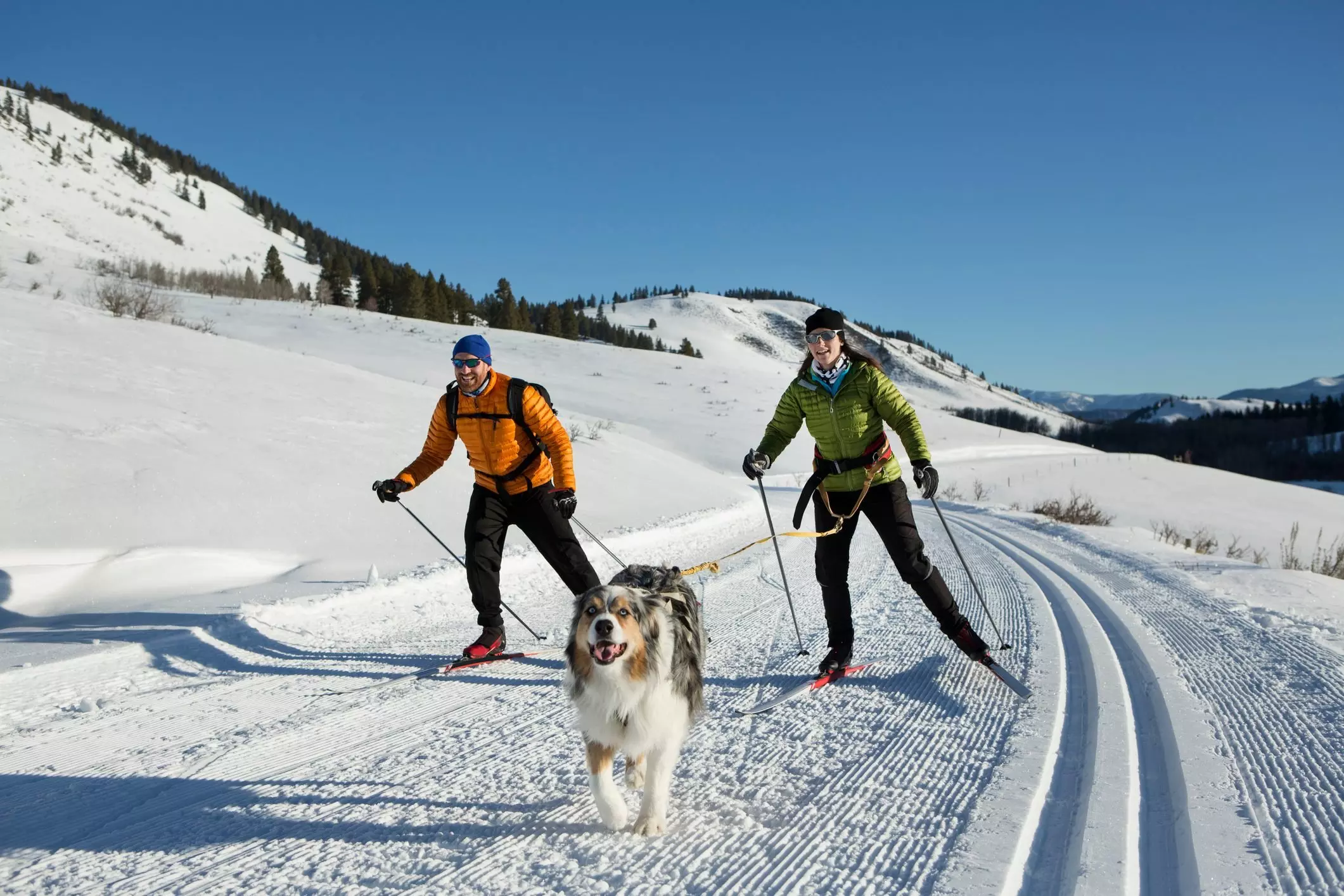 A couple and their dog skijoring in the western United States.