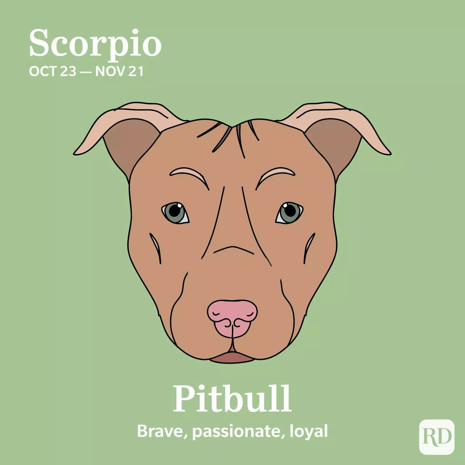 Scorpio: Pitbull