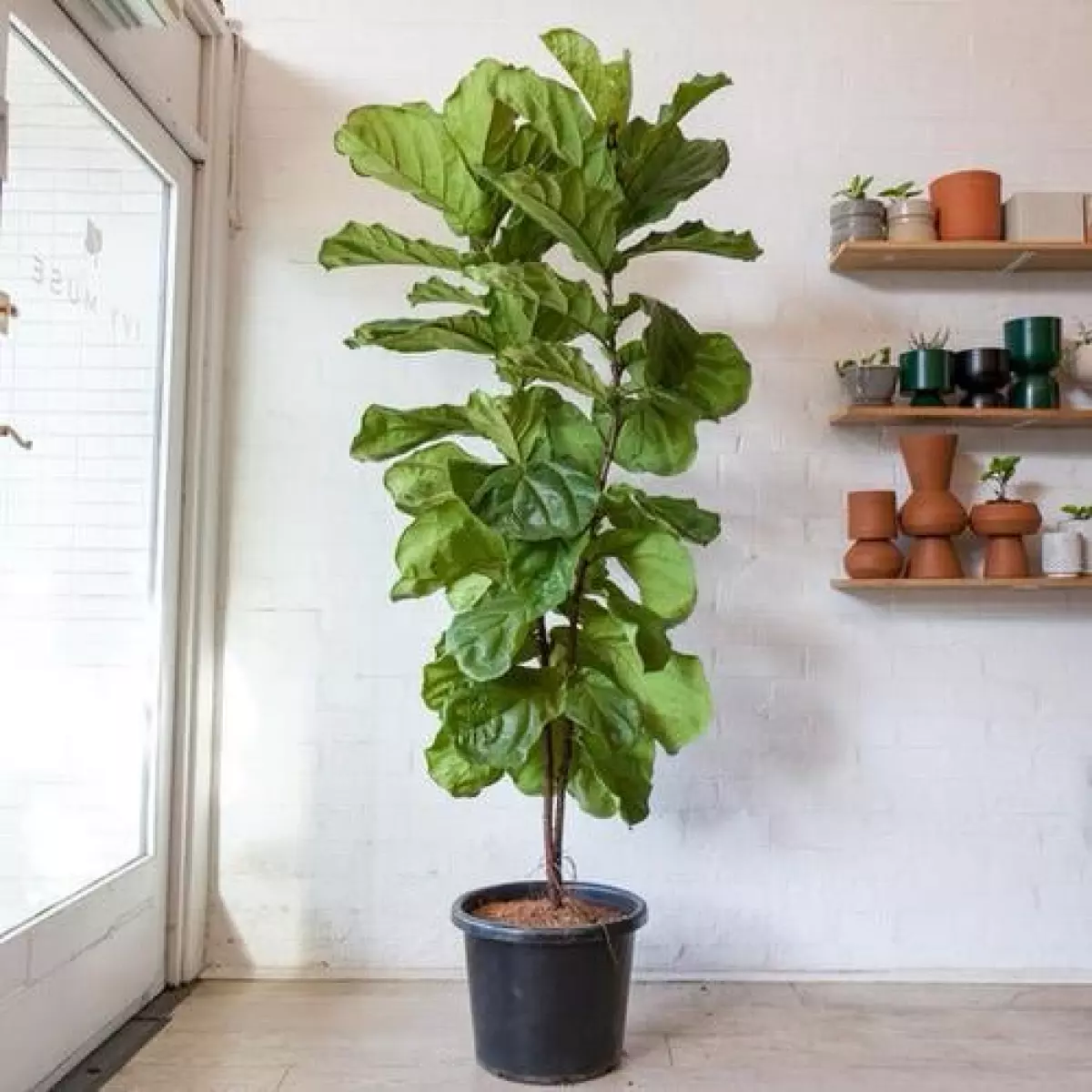 Best Indoor Plants for Living Rooms