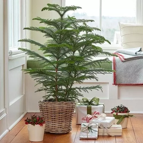 Best Indoor Plants for Living Rooms