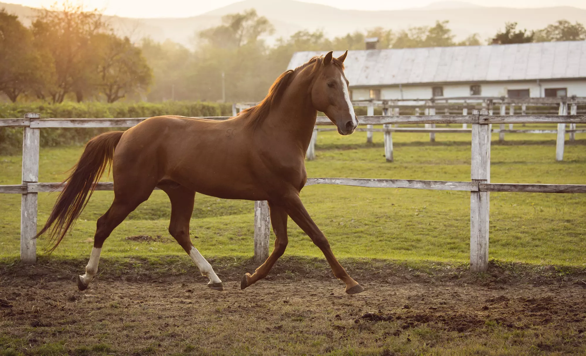 Denver horse property and equestrian estates