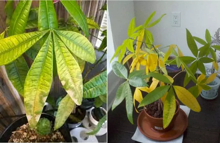 Yellowing leaves is one of the common problems with Pachira Aquatica