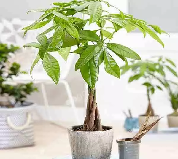 Planting Pachira Aquatica indoors will help purify the air and create positive energy