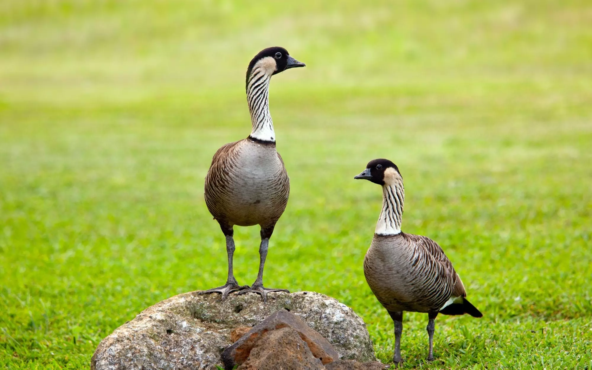 Pair of Geese - Feng Shui Symbols to Attract Love