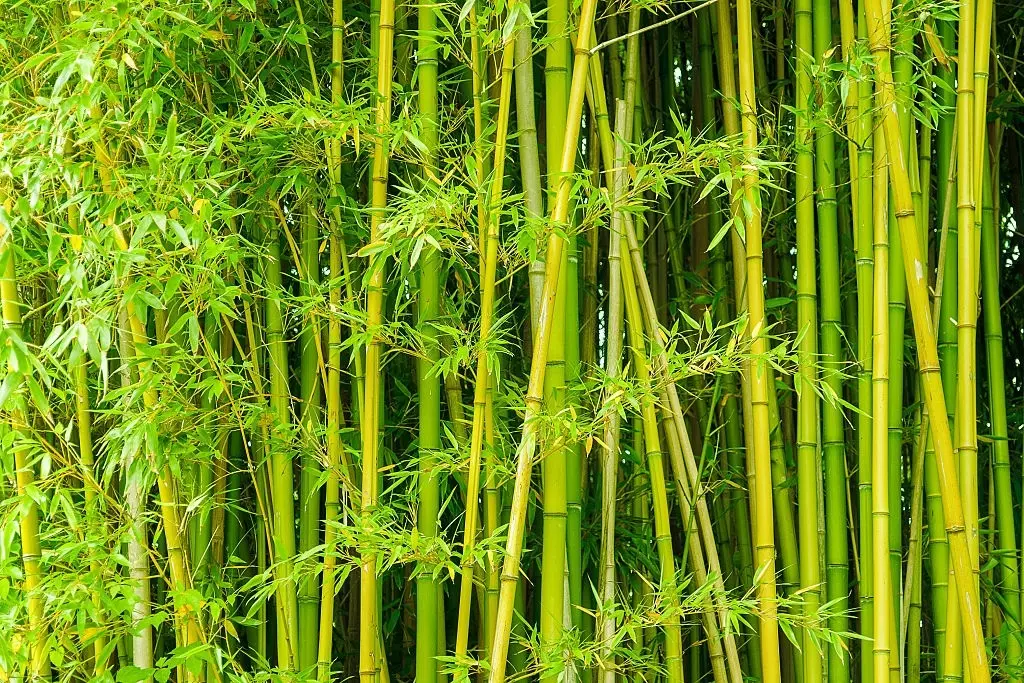 bamboo