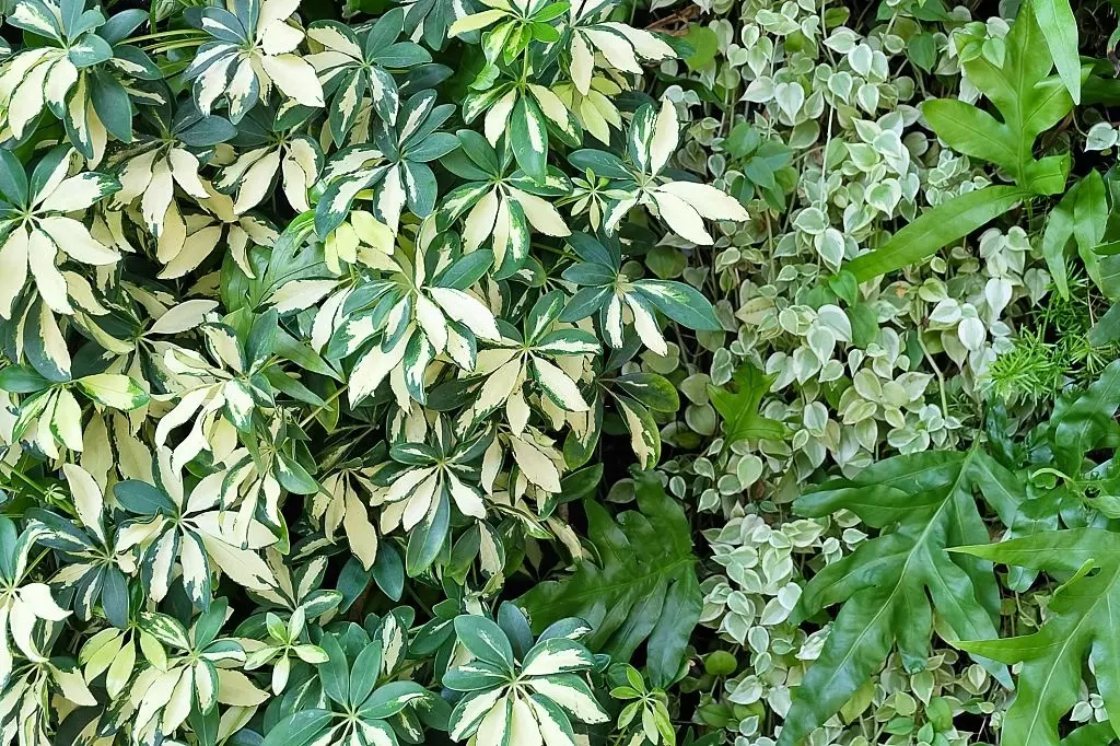 Schefflera