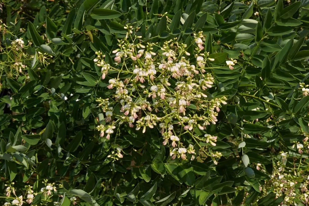 Chinese scholar tree