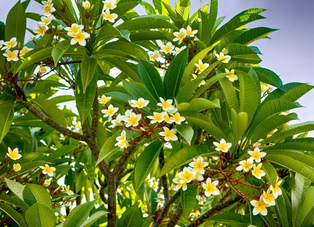 Plumeria