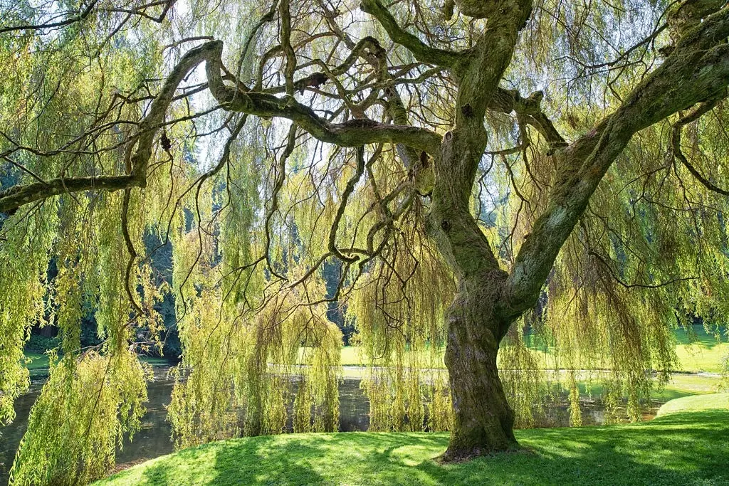 Willow trees