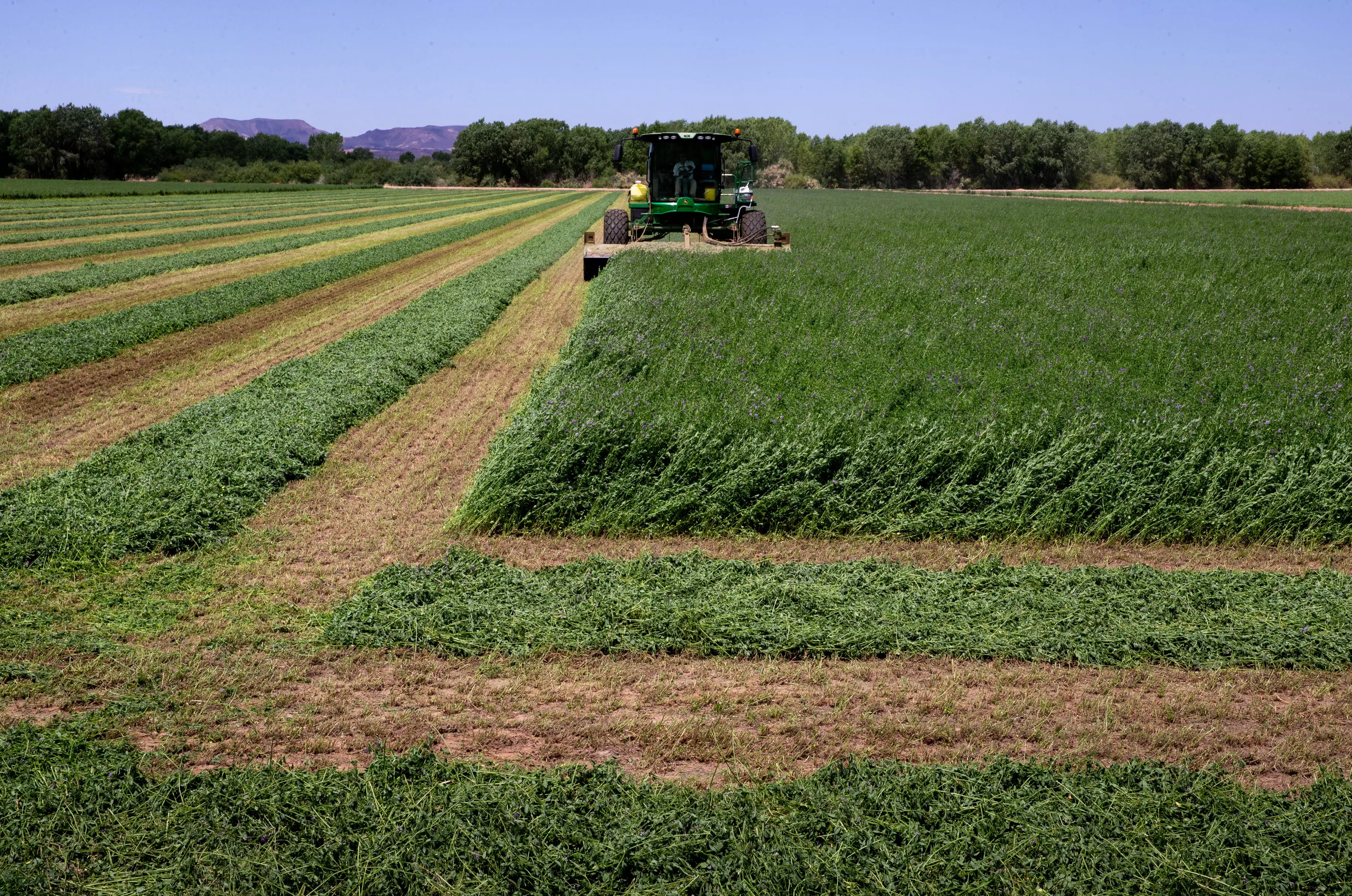 A swather cuts alfalfa, May 26, 2021, in a field near Cibola, Arizona. The land, owned by GSC Farm LLC, will sell and transfer the water to Queen Creek, and the field will eventually go dry.