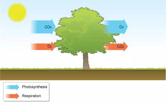 Plant Photosynthesis and Respiration 1 - Why Feng Shui Doesn’t Like Plants in Bedroom - Backed by Science