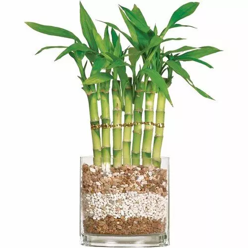 5 Stalks Lucky Bamboo