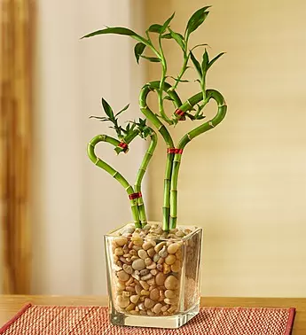 Lucky Bamboo: Know The Meaning Behind Its Number of Stalks