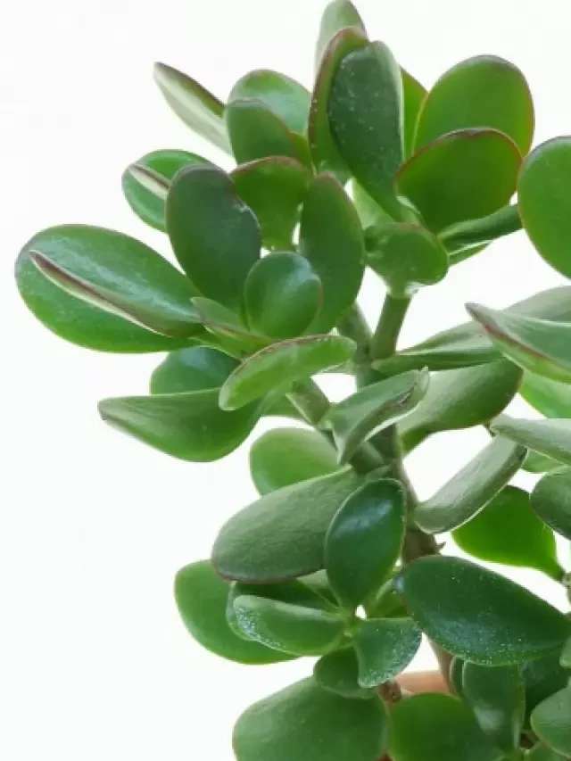   Discover the Meaning and Benefits of the Jade Plant in Feng Shui