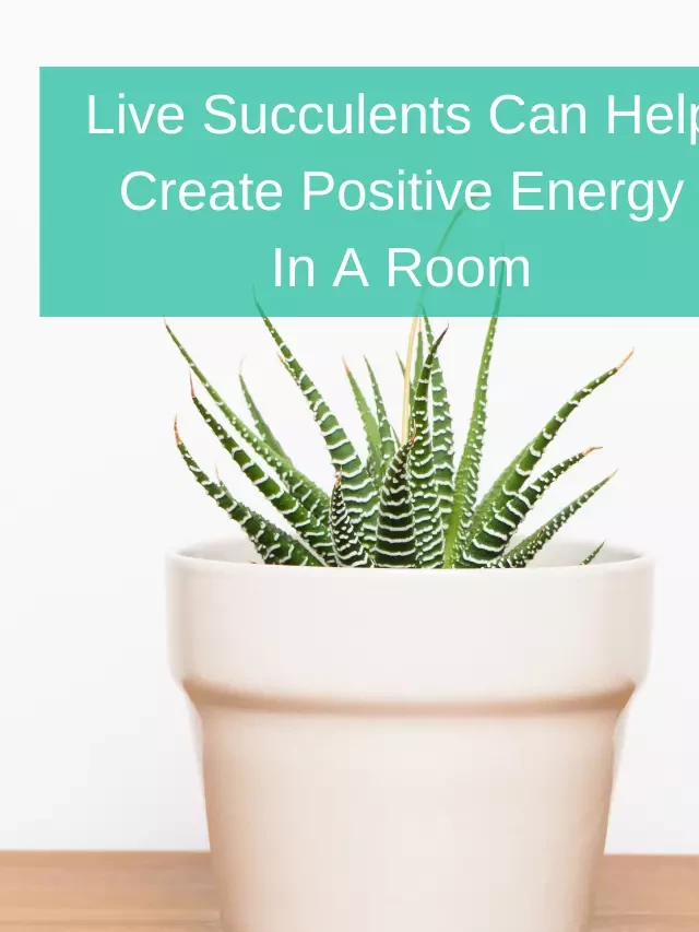   Three Ways Artificial Plants Can Enhance Your Feng Shui