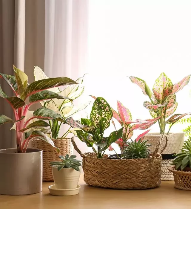   How to Create Stunning Interior Design with Plants