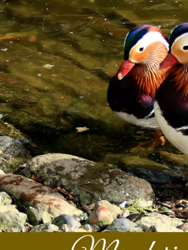   Mandarin Ducks Feng Shui: Enhancing Love and Romance in Your Home