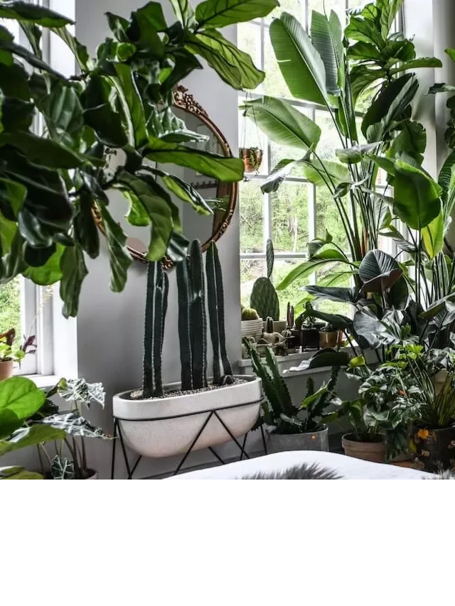   Plants in Interior Design: Enhancing Your Home with Greenery