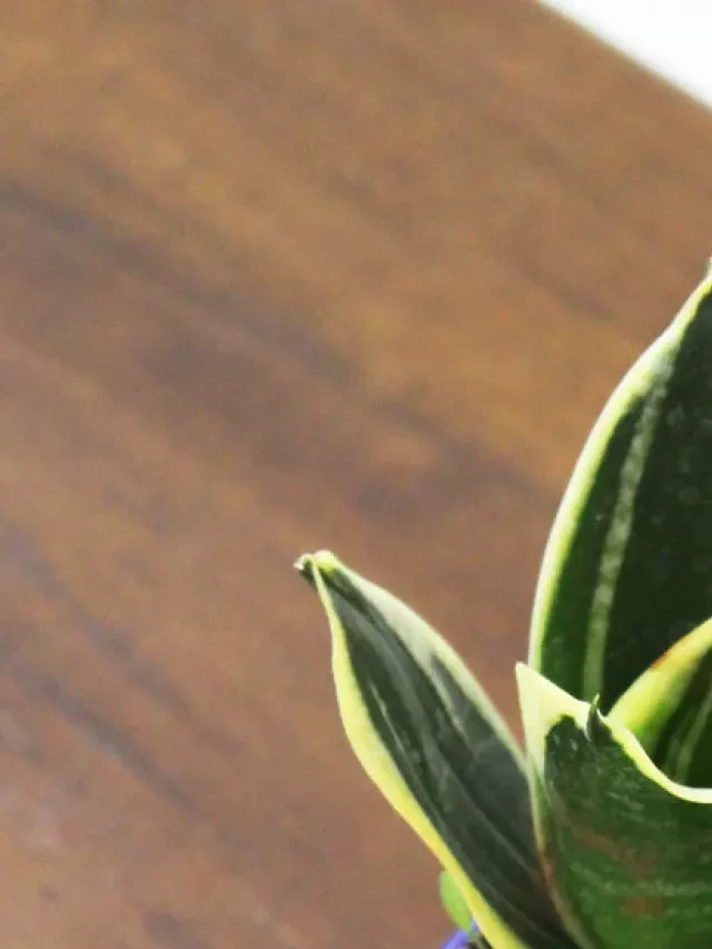   Snake Plant: The Ultimate Guide to a Healthy Home