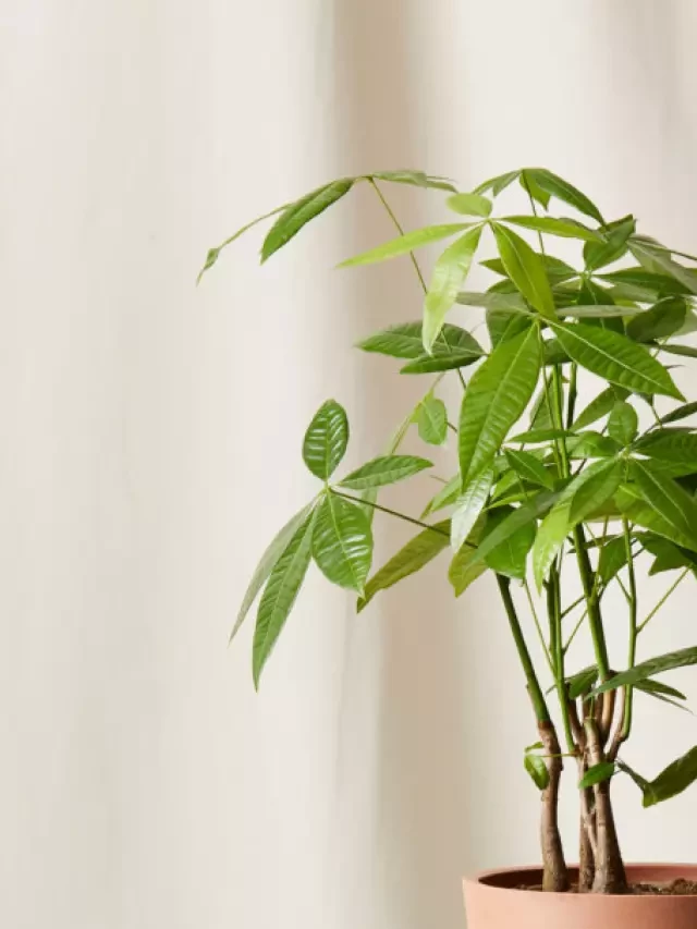   The Symbolism and Benefits of the Chinese Money Tree Plant